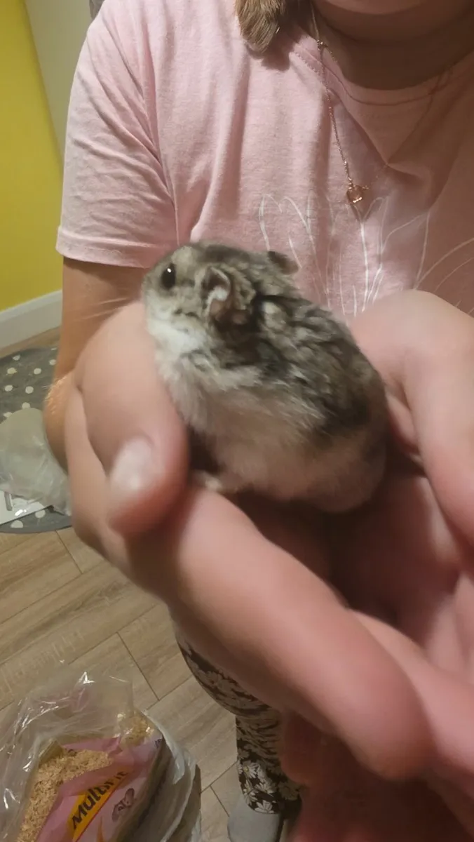 Hamster cage - Image 4