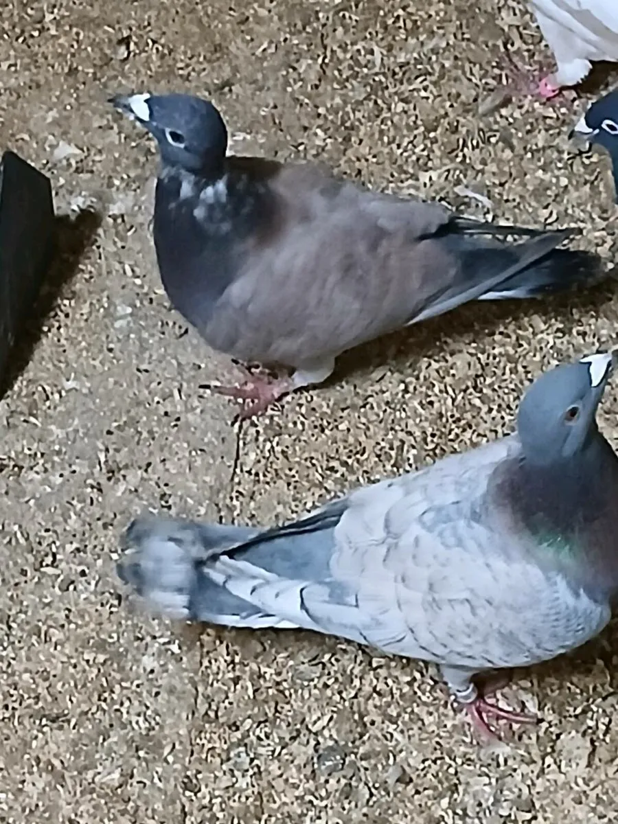 Racing pigeons - Image 1