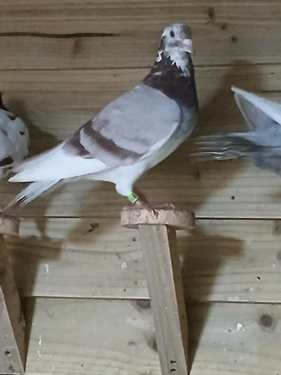 Racing pigeons - Image 2