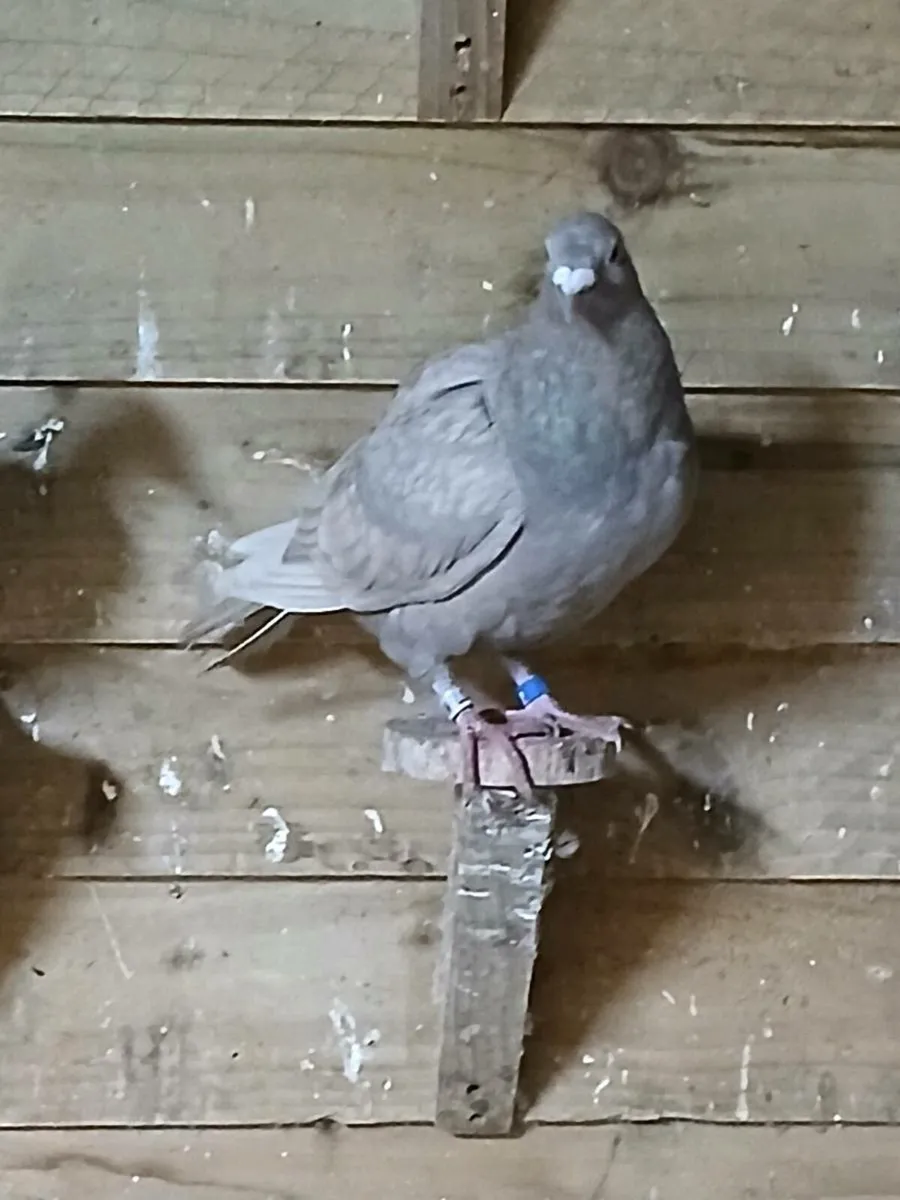Racing pigeons - Image 3