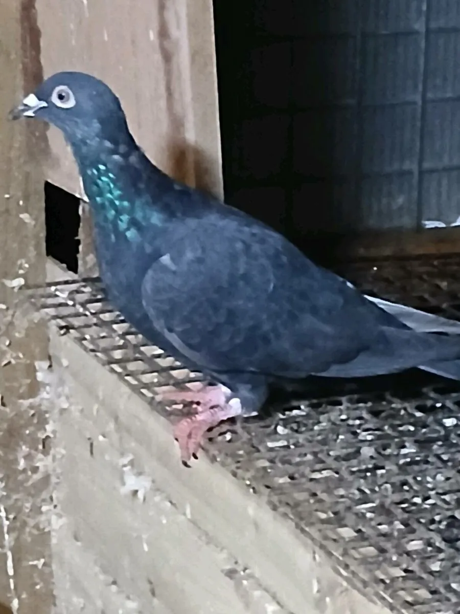 Racing pigeons - Image 4