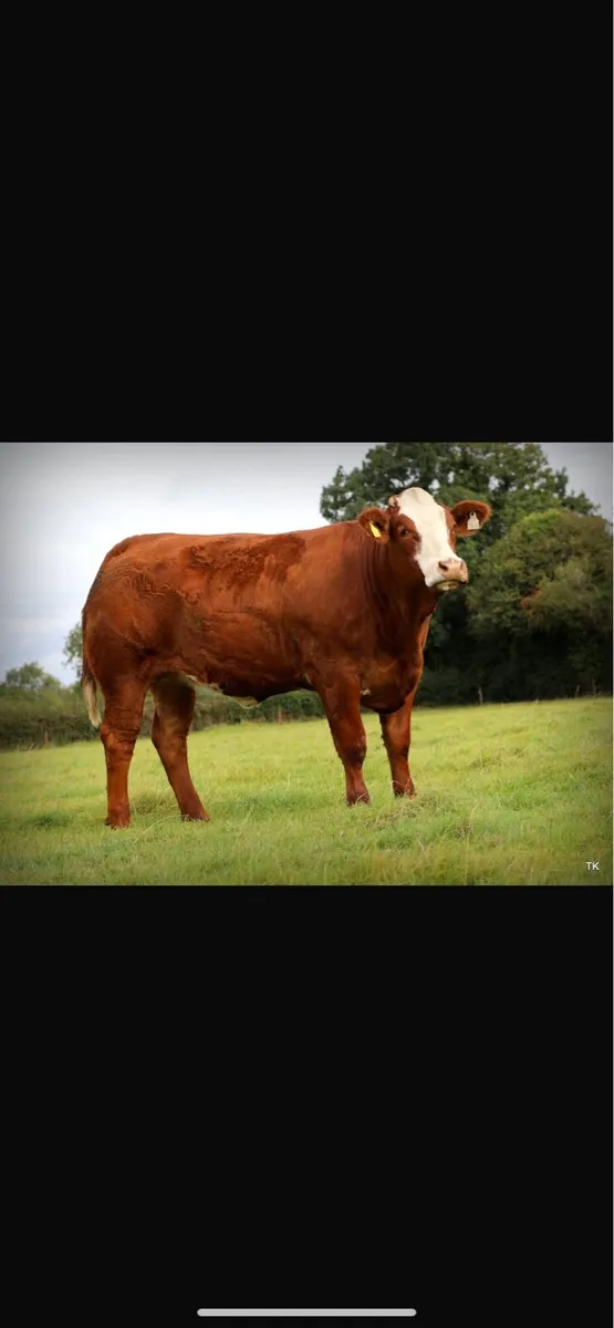 Maiden Heifers - Image 1