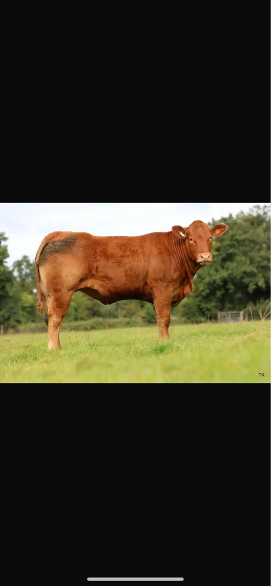 Maiden Heifers - Image 2