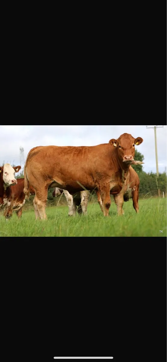 Maiden Heifers - Image 3