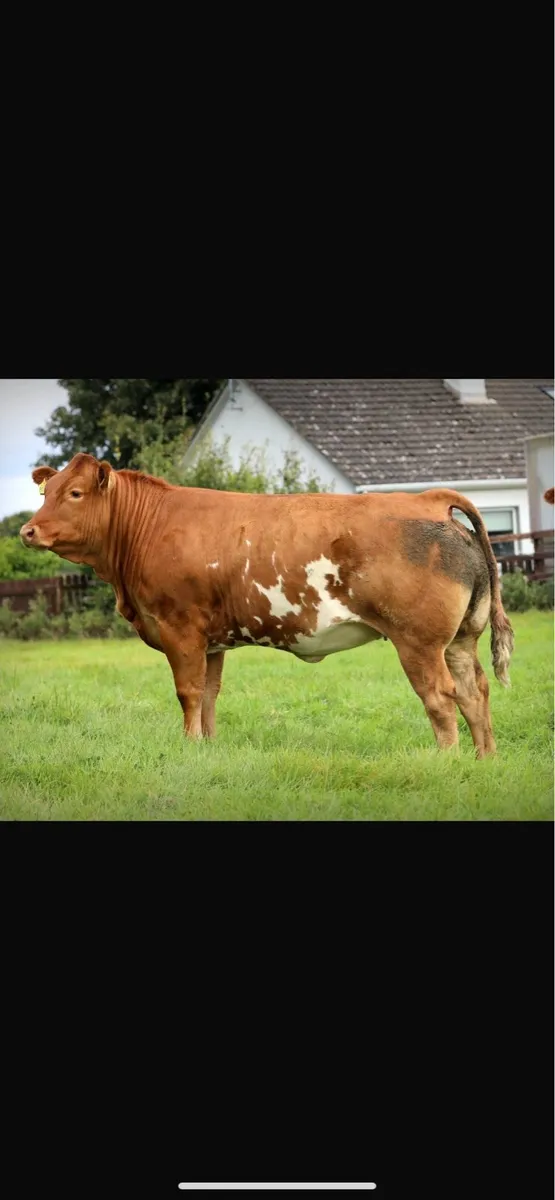 Maiden Heifers - Image 4