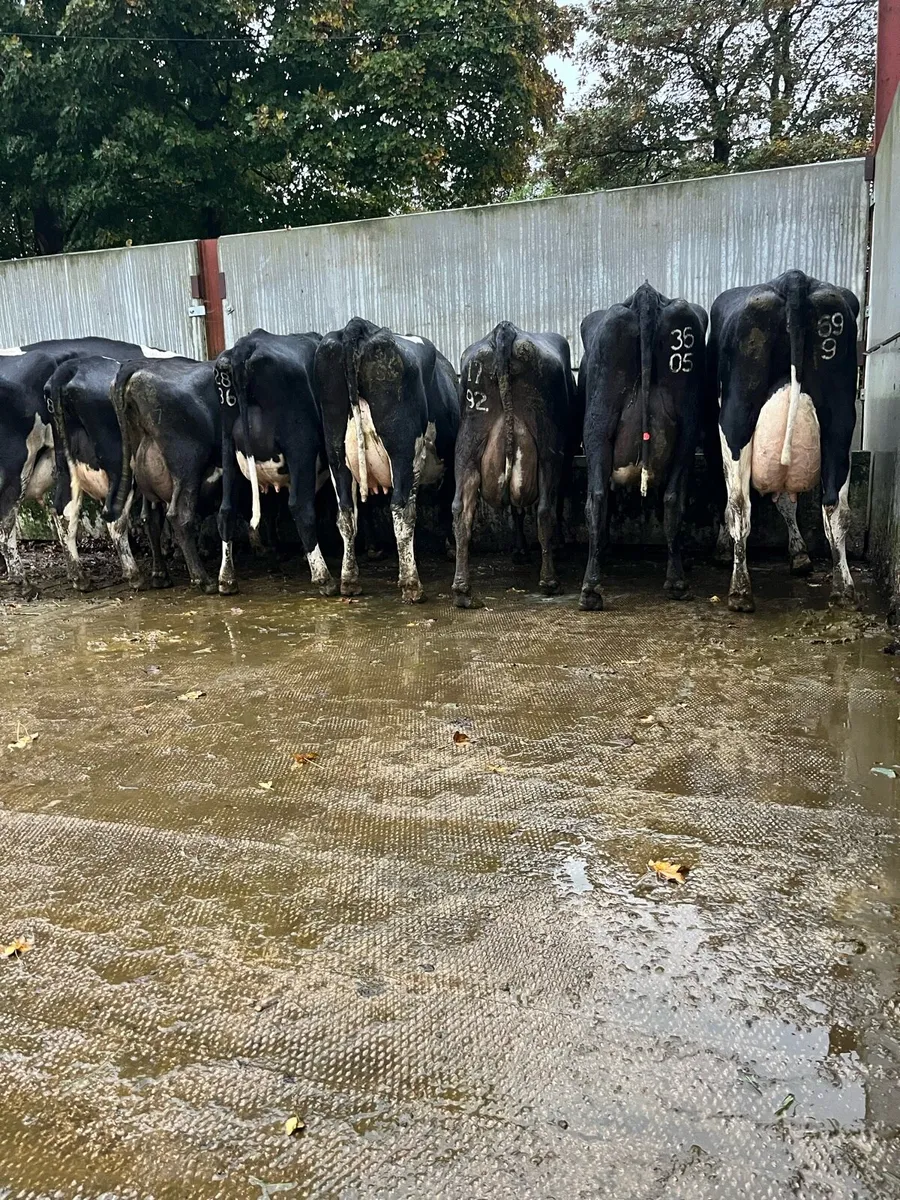 fresh calved  cows - Image 1