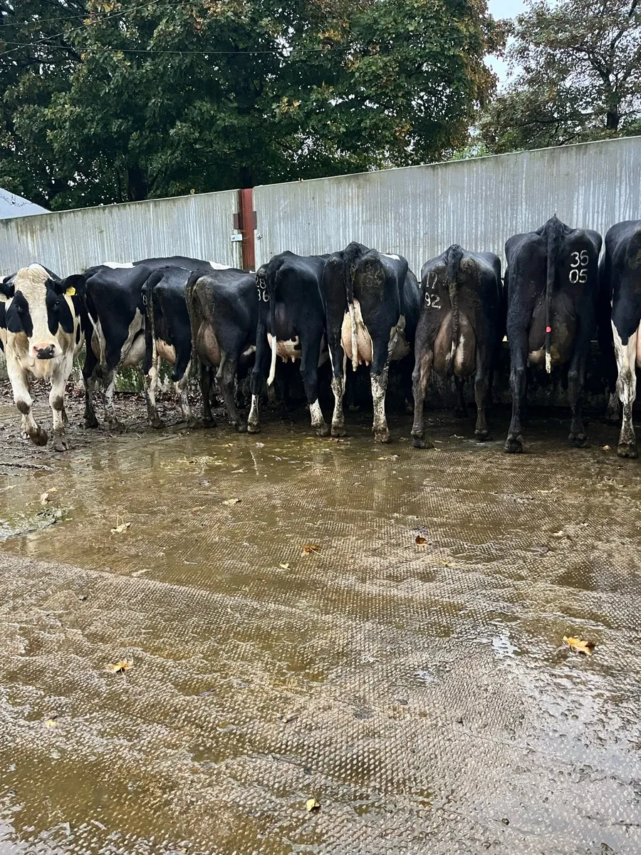 fresh calved  cows - Image 2