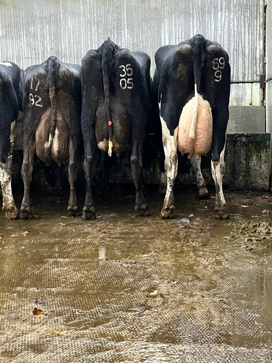 fresh calved  cows - Image 3
