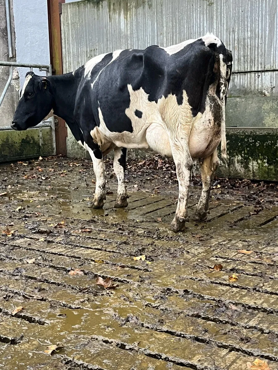 fresh calved  cows - Image 4
