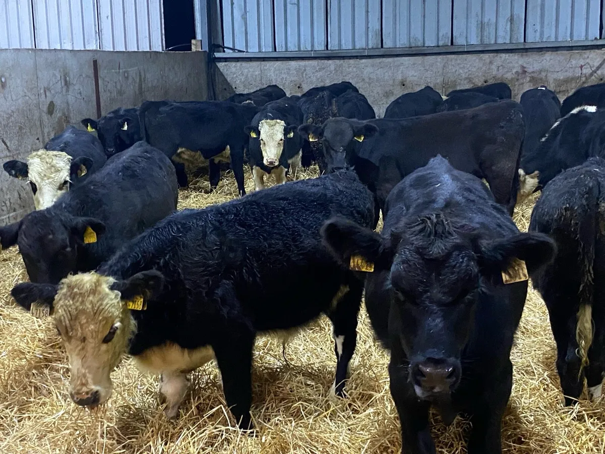 22 Bullocks  230kg @ Lissava Livestock - Image 3