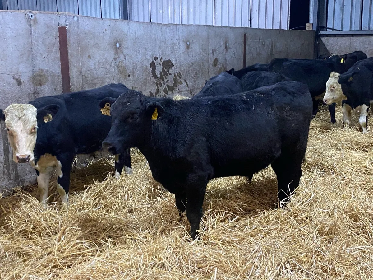 22 Bullocks  230kg @ Lissava Livestock - Image 4