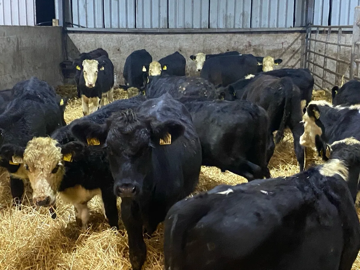 22 Bullocks  230kg @ Lissava Livestock - Image 2