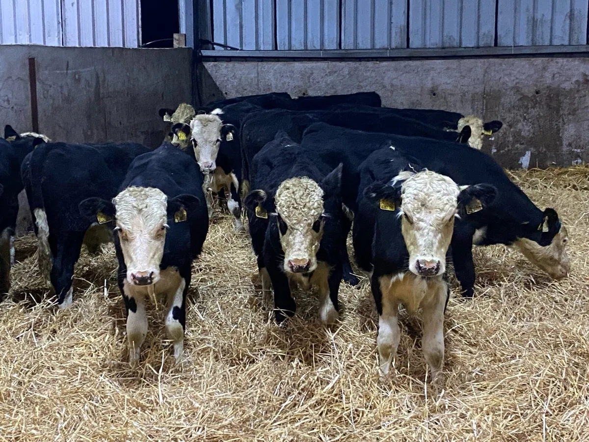 22 Bullocks  230kg @ Lissava Livestock - Image 1