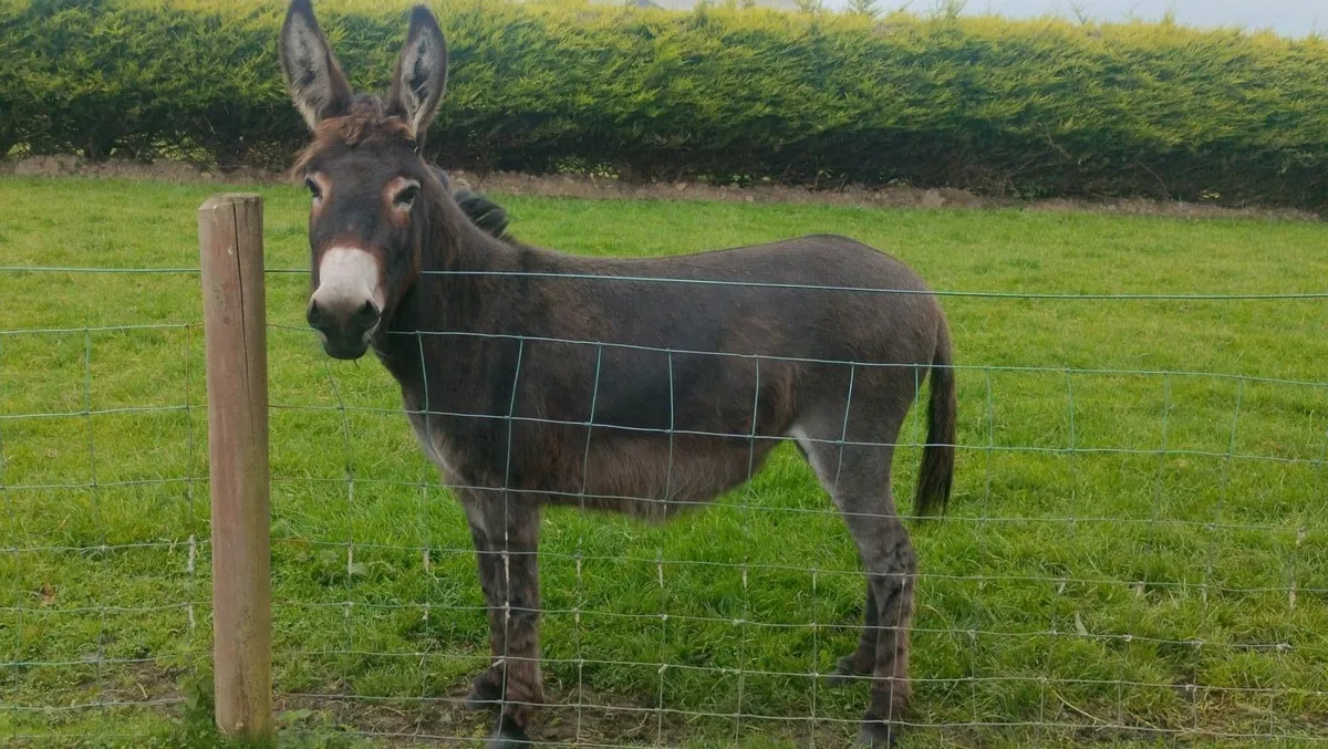 Mare Donkey - Image 1