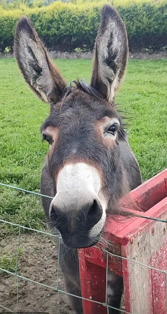 Mare Donkey - Image 2