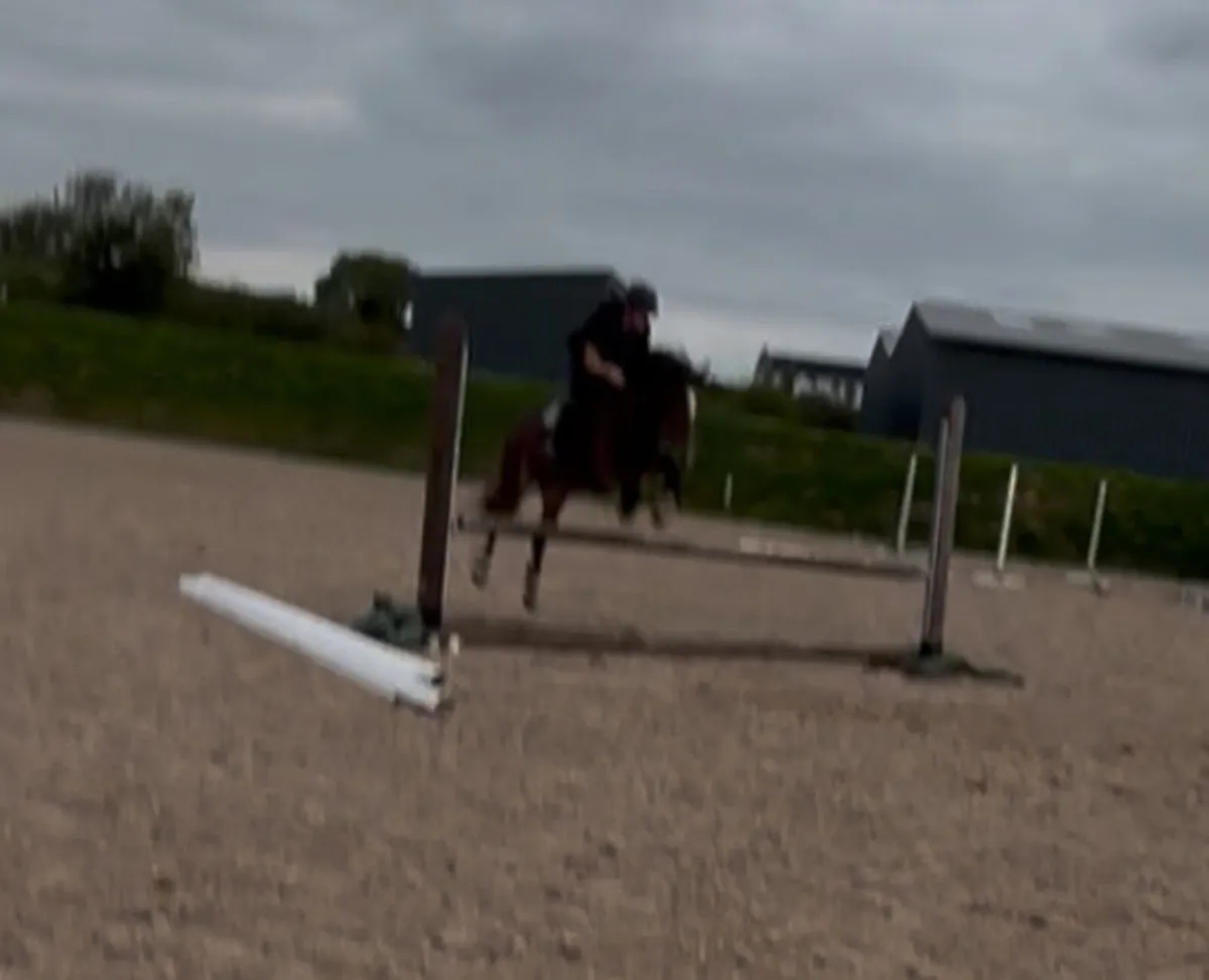 14.1h 5 yo lots of potential - Image 2
