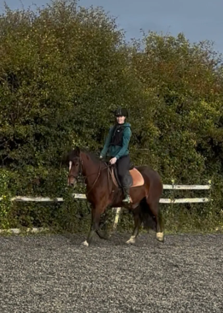 14.1h 5 yo lots of potential - Image 3