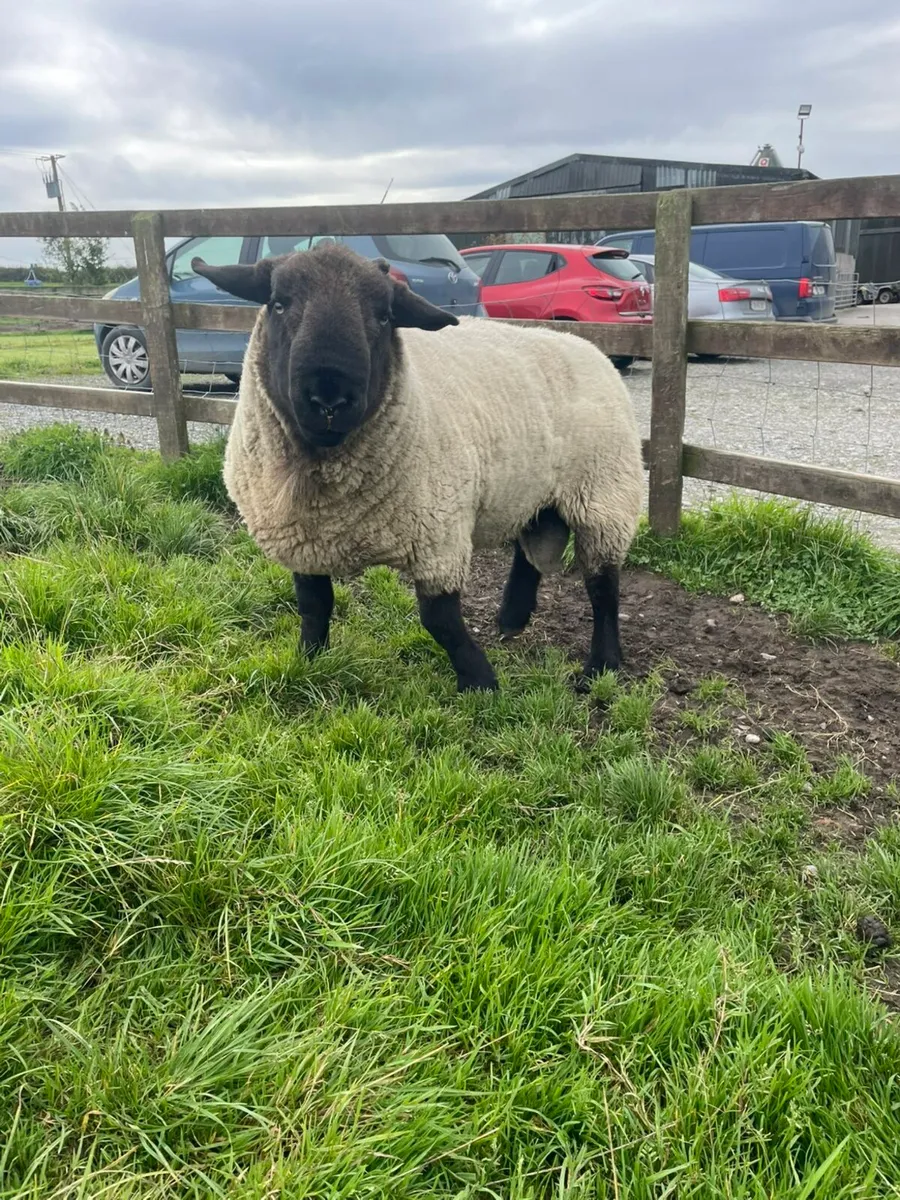 Suffolk Ram - Image 1