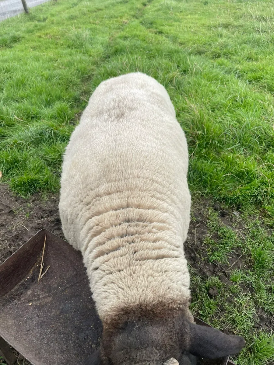 Suffolk Ram - Image 2