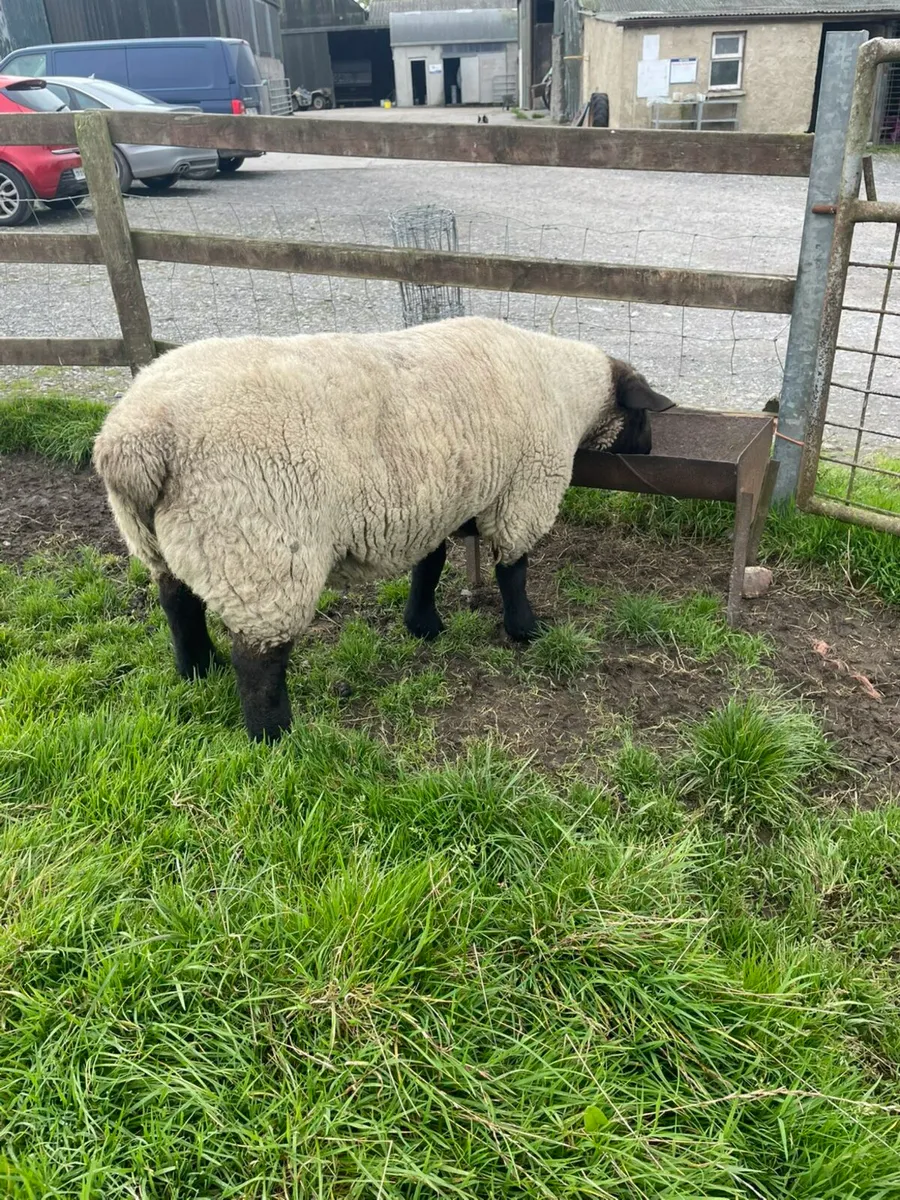 Suffolk Ram - Image 3