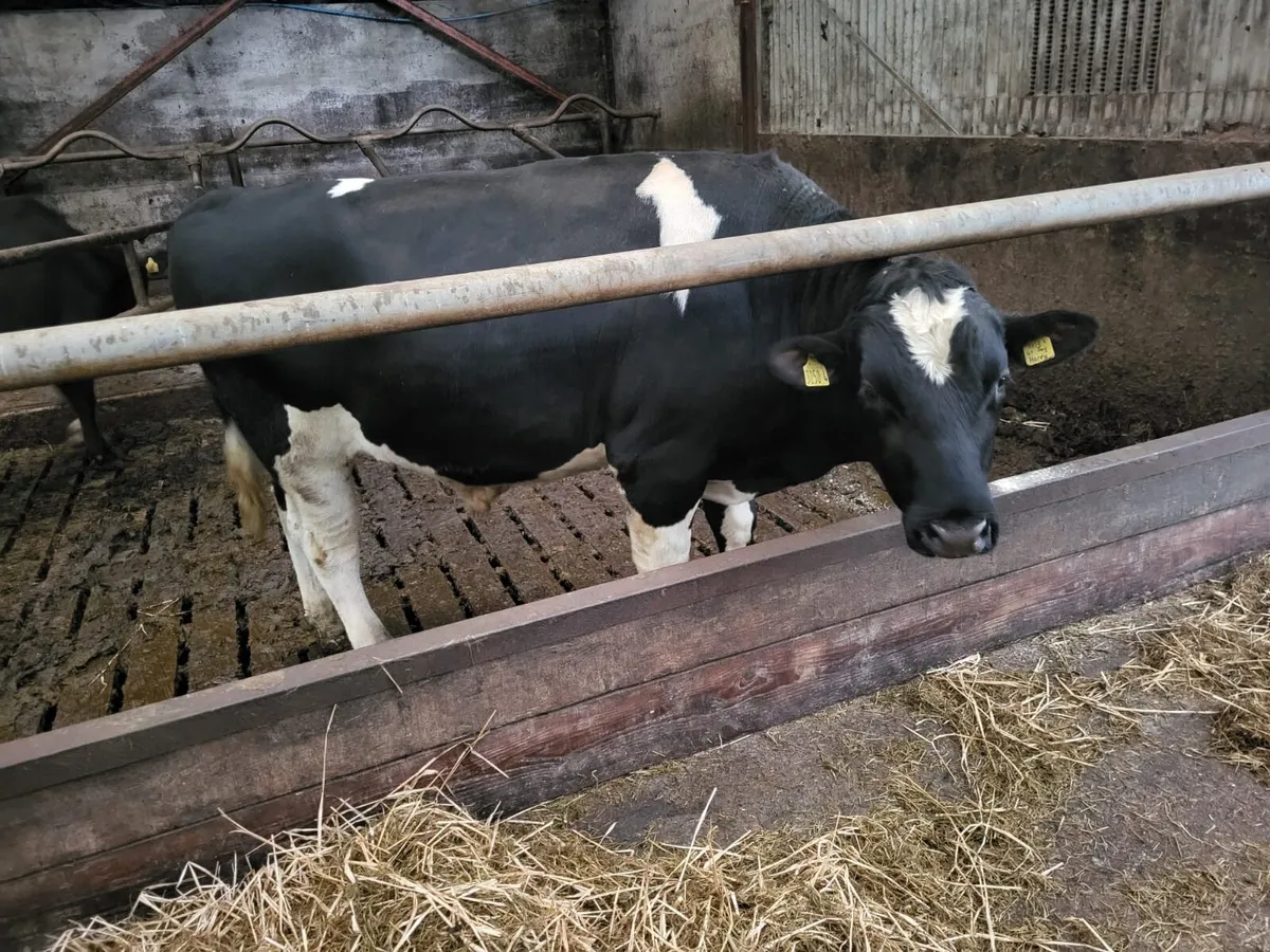 Friesian Bull - Image 1