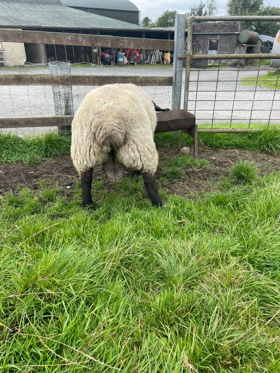 Suffolk Ram - Image 4