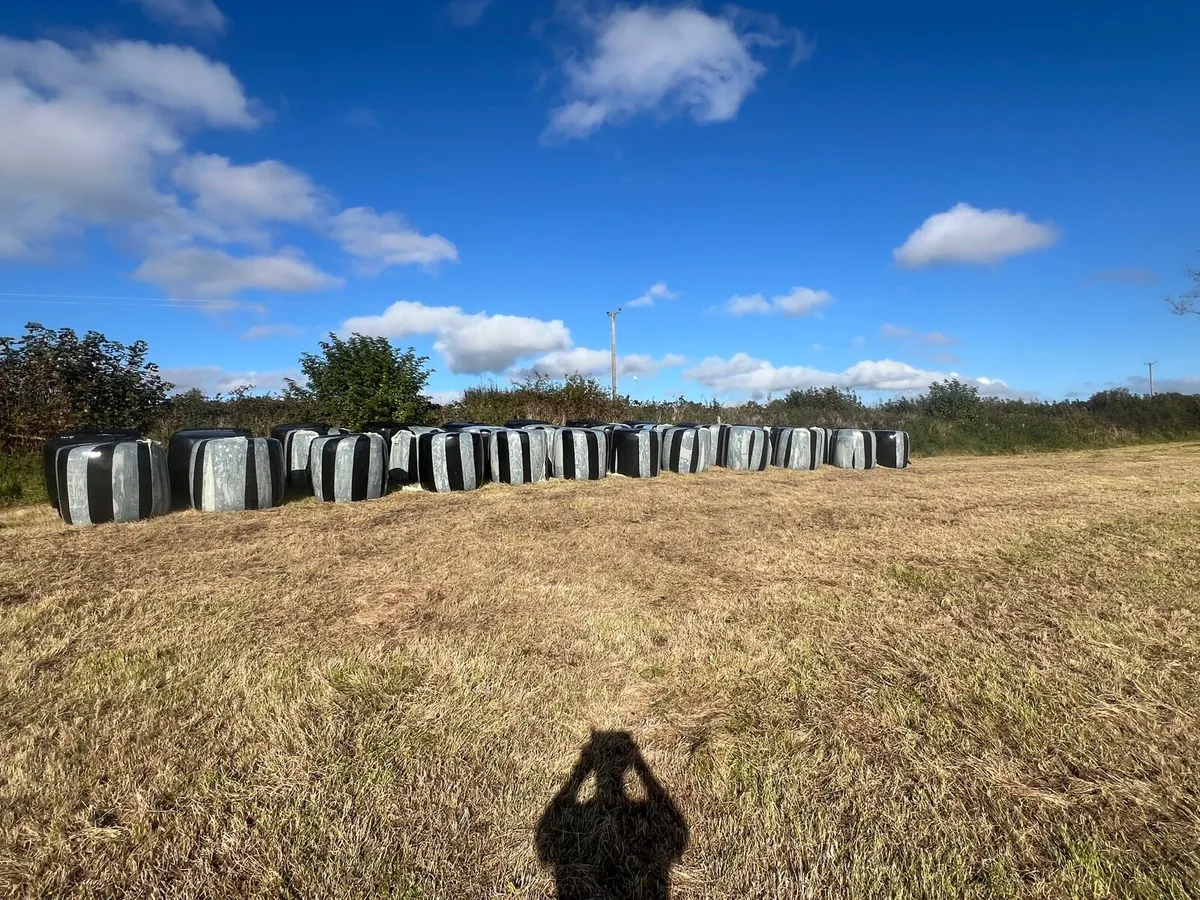 38 bales of 2nd cut silage - Image 1