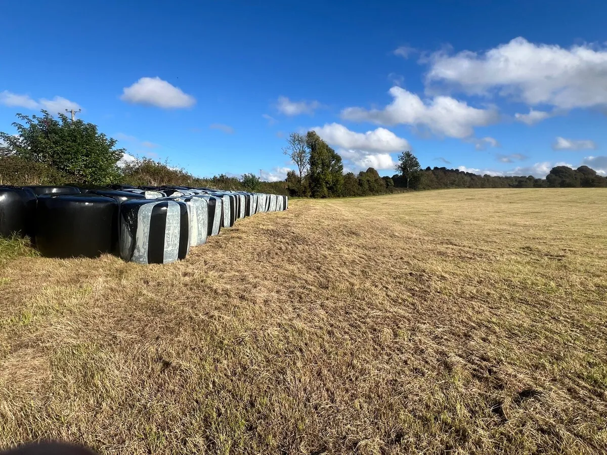 38 bales of 2nd cut silage - Image 2