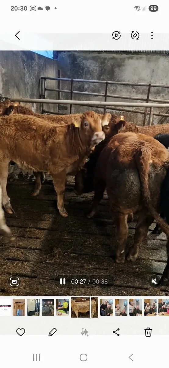 Weanlings - Image 2