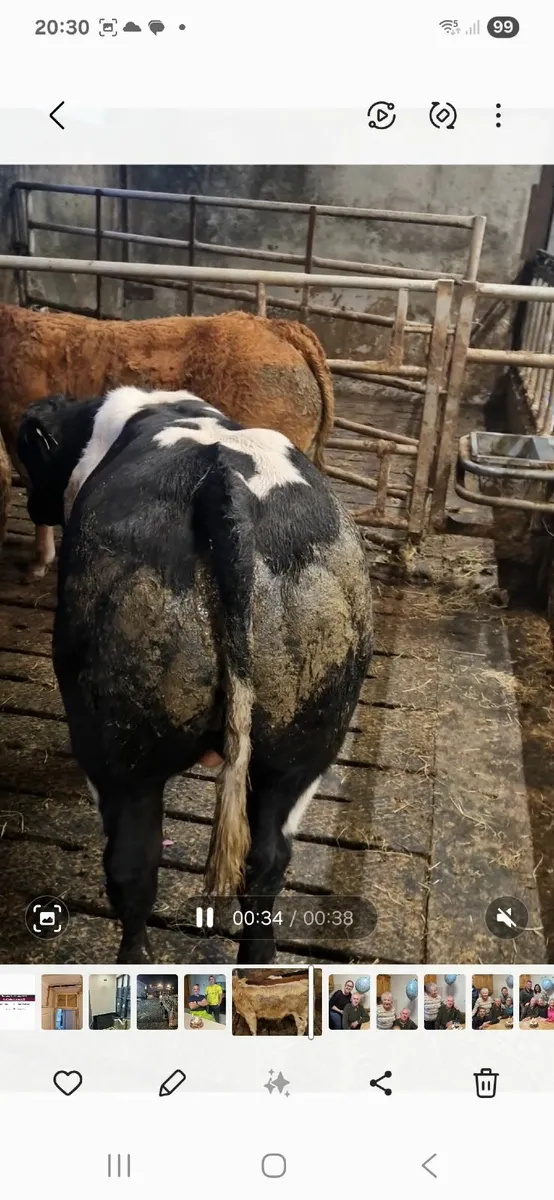 Weanlings - Image 3