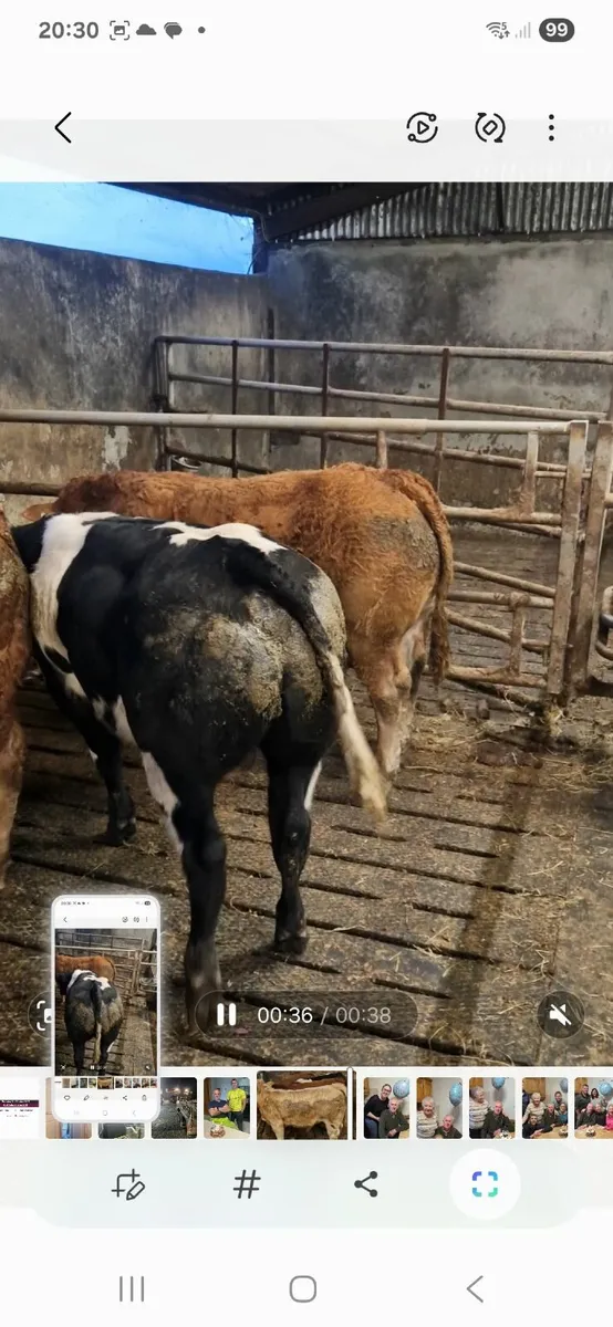 Weanlings - Image 1