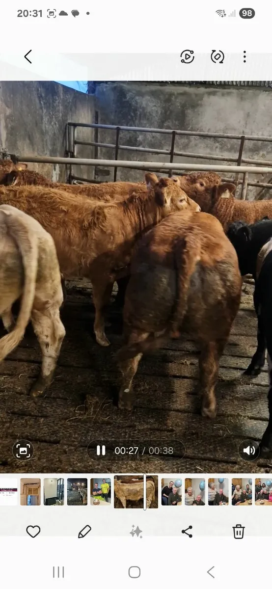 Weanlings - Image 4