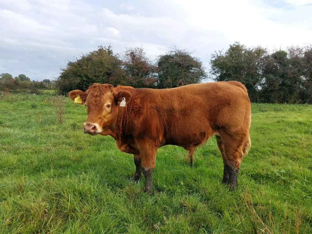 Organic bulls for drumshanbo mart 4th of October - Image 2