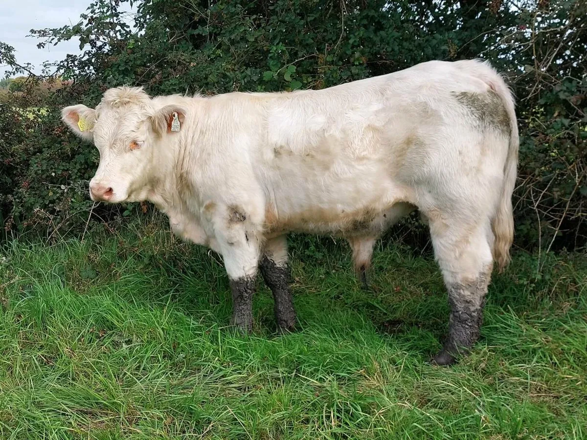Organic bulls for drumshanbo mart 4th of October - Image 3