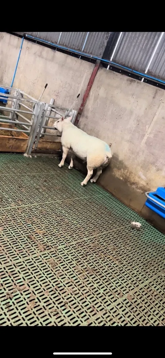 Sheep - Image 1