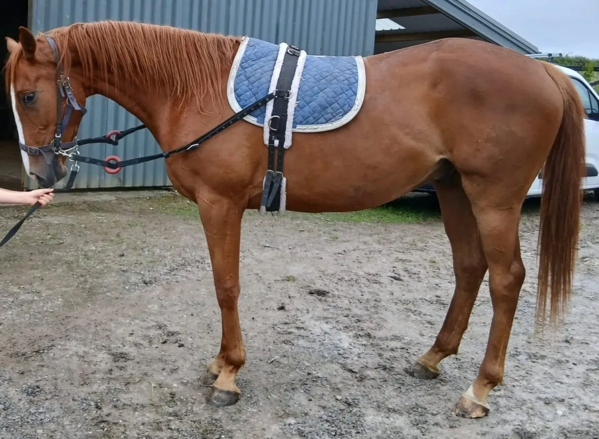 Thoroughbred Horse