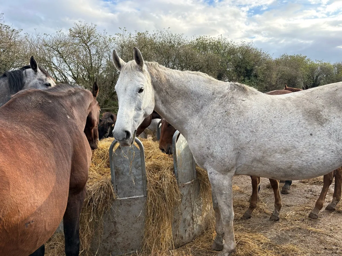 Brood mare - Image 3