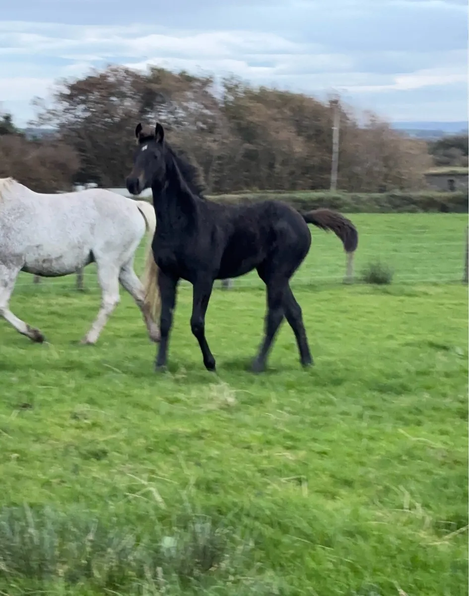 Show quality filly foal - Image 1