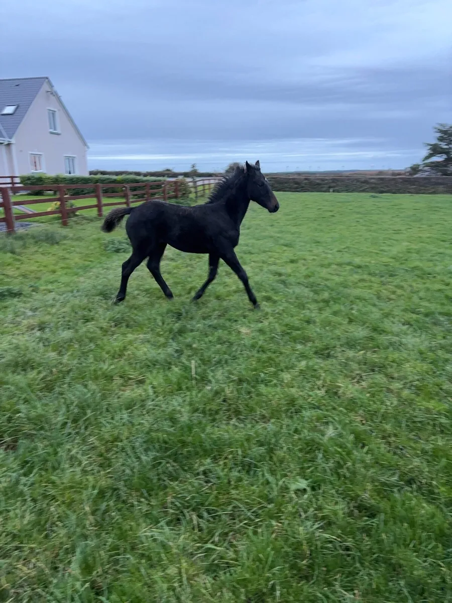 Show quality filly foal - Image 2