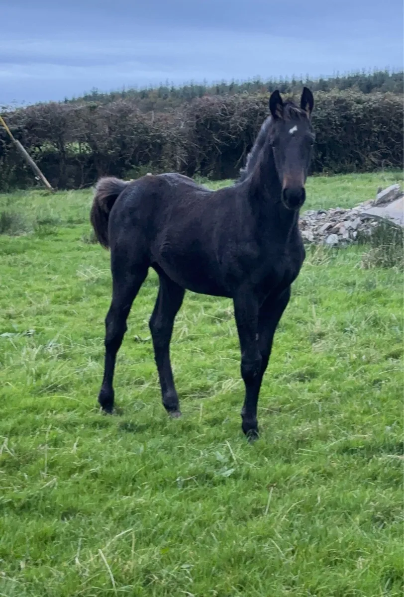 Show quality filly foal - Image 3