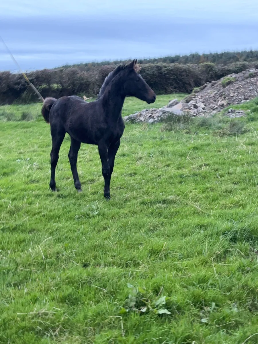 Show quality filly foal - Image 4