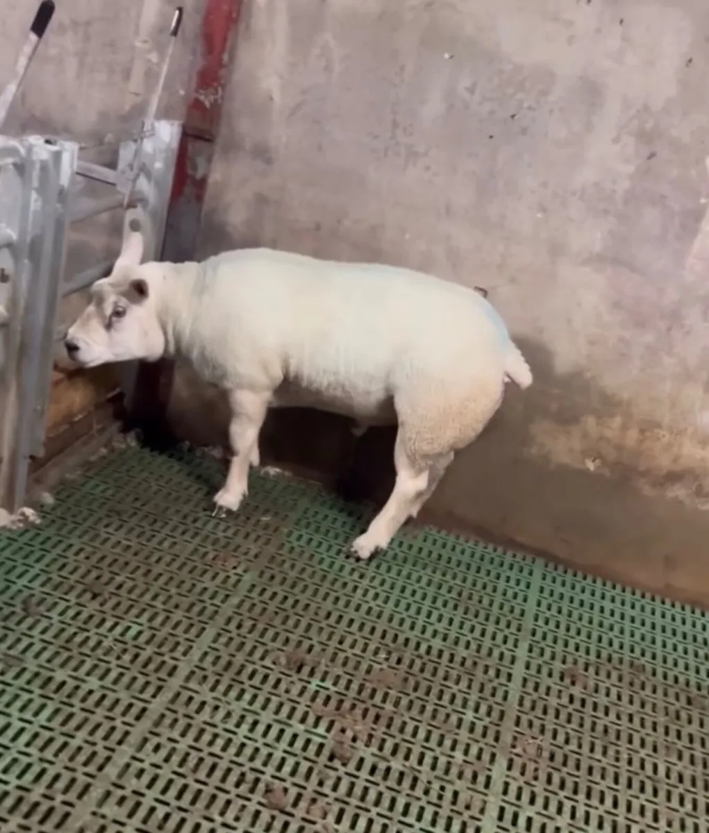Sheep - Image 2