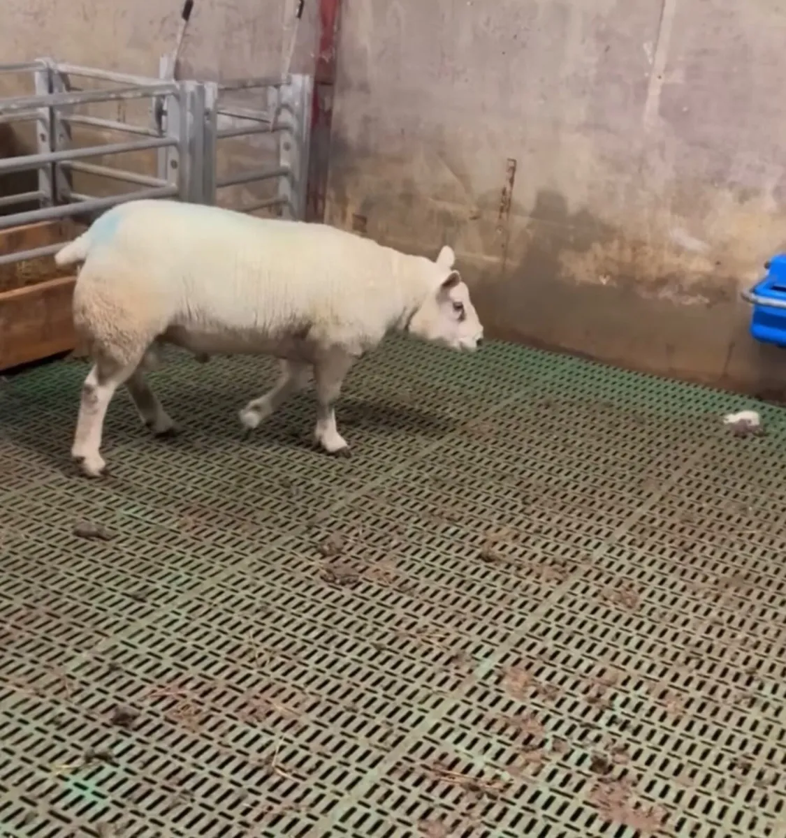 Sheep - Image 3