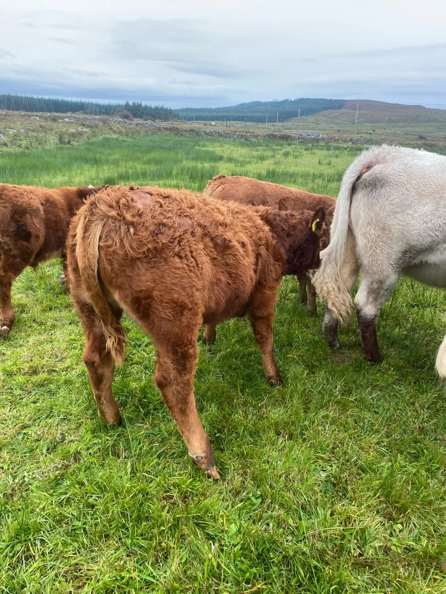 Livestock - Image 1