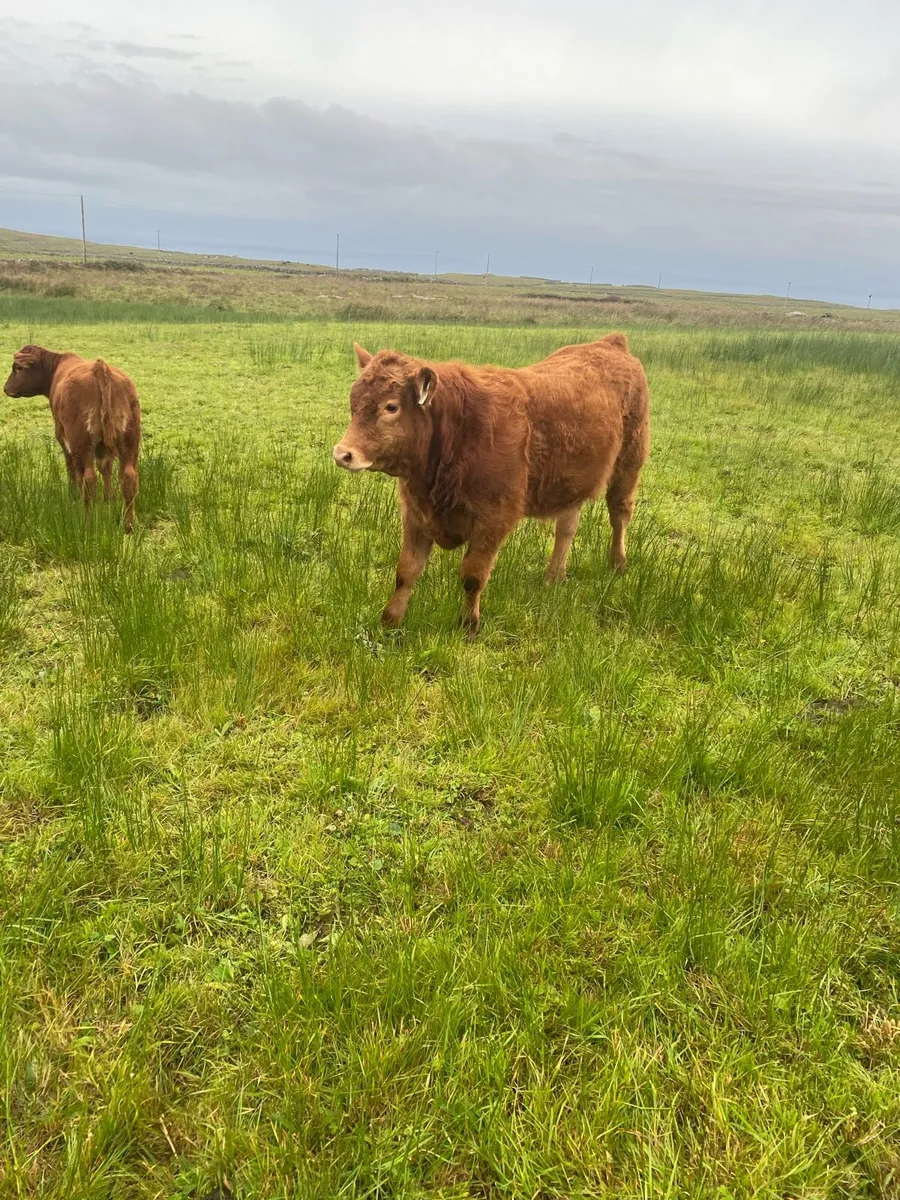 Livestock - Image 2