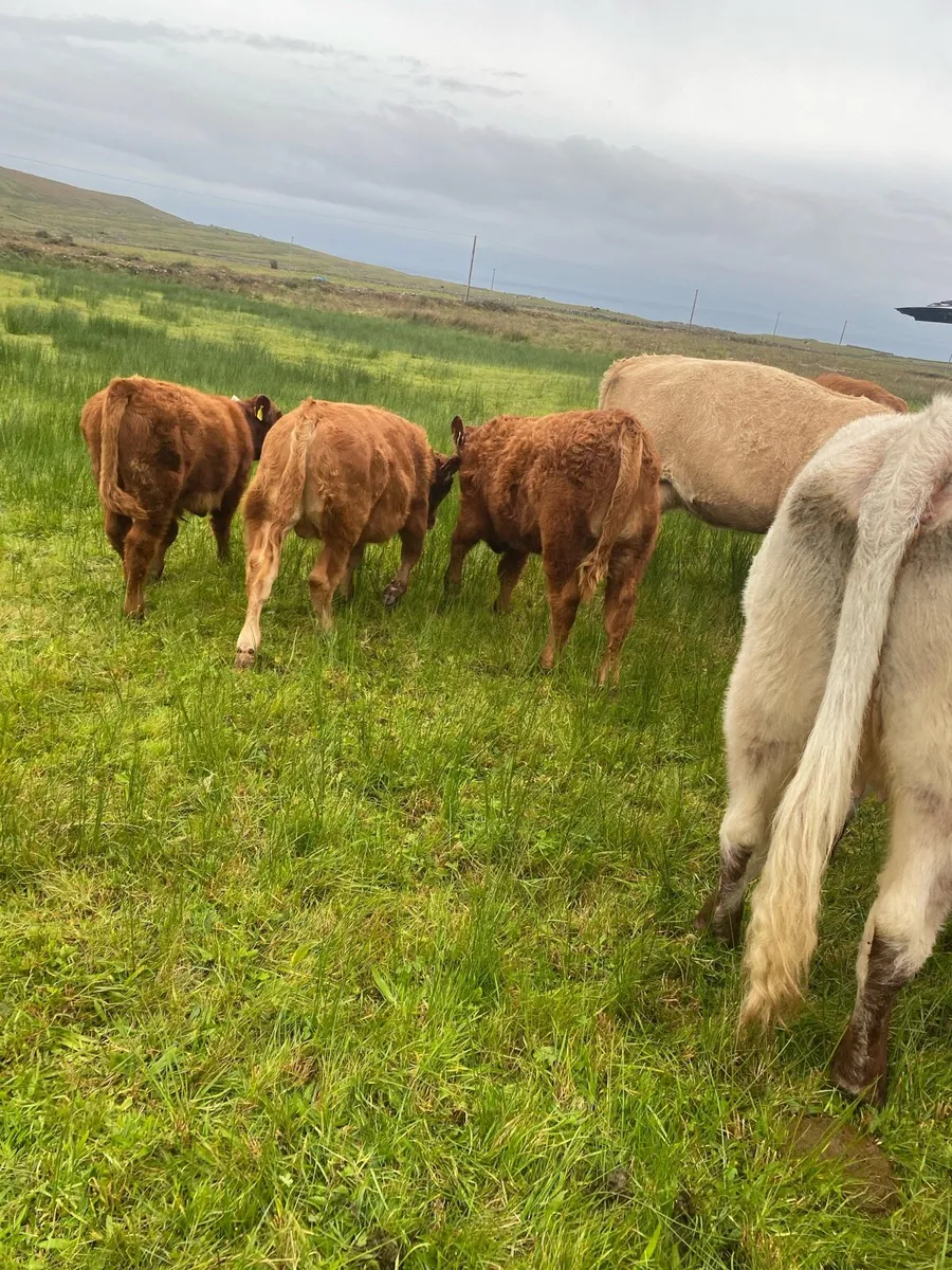 Livestock - Image 3