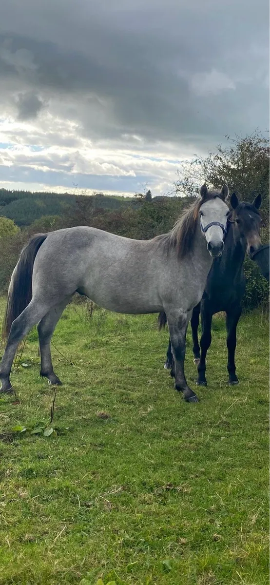 Connemara gelding - Image 1