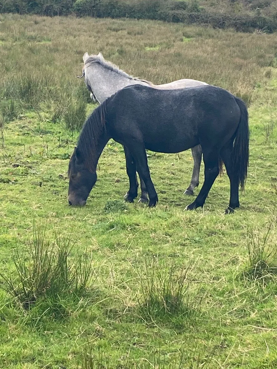 Connemara gelding - Image 2