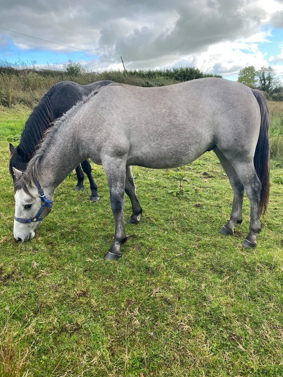 Connemara gelding - Image 3