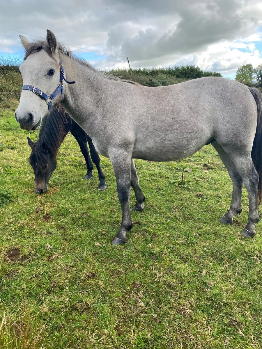 Connemara gelding - Image 4